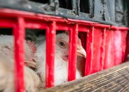 El sector ganadero y la industria veterinaria española rechazan el reglamento europeo sobre transporte animal