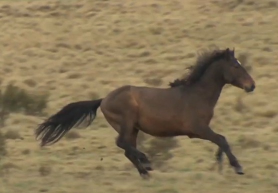 Australia inicia una polémica matanza aérea de miles de caballos salvajes en un parque natural
