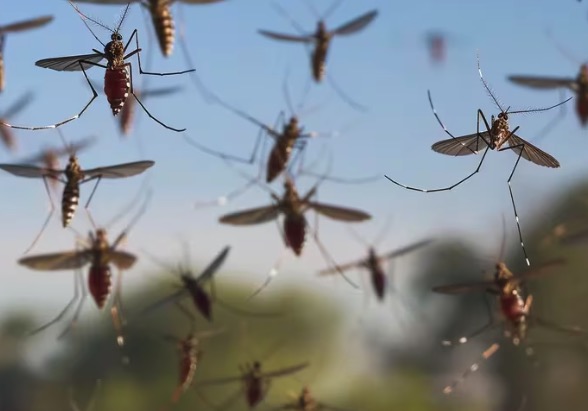 Qué es la fiebre de Oropouche, la infección parecida al dengue que avanzó en 4 países de Sudamérica
