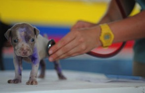 Día Mundial del Veterinario