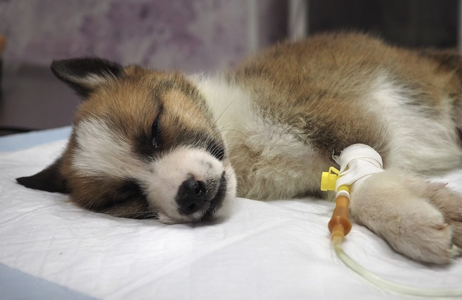 Aprueban en Estados Unidos el primer tratamiento contra el parvovirus canino