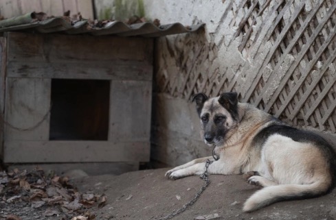 Analizan la evolución del maltrato animal en perros de España en los últimos años