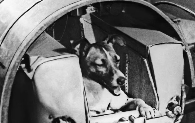 El destino fatal de Laika, la perra vagabunda lanzada al espacio por la Unión Soviética: “No debimos haberlo hecho”