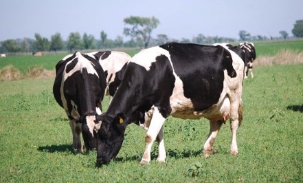 Advierten que en los tambos los productores están “agotados” y corren riesgo de quedar “fuera del sistema”