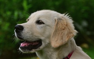 Día Internacional del Perro Guía